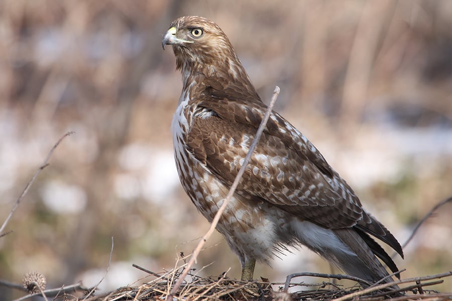 red-tailed hawk